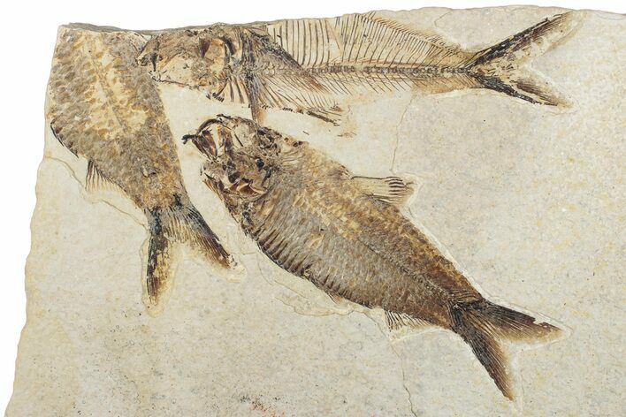 Plate of Three Fossil Fish (Knightia) - Wyoming #295634